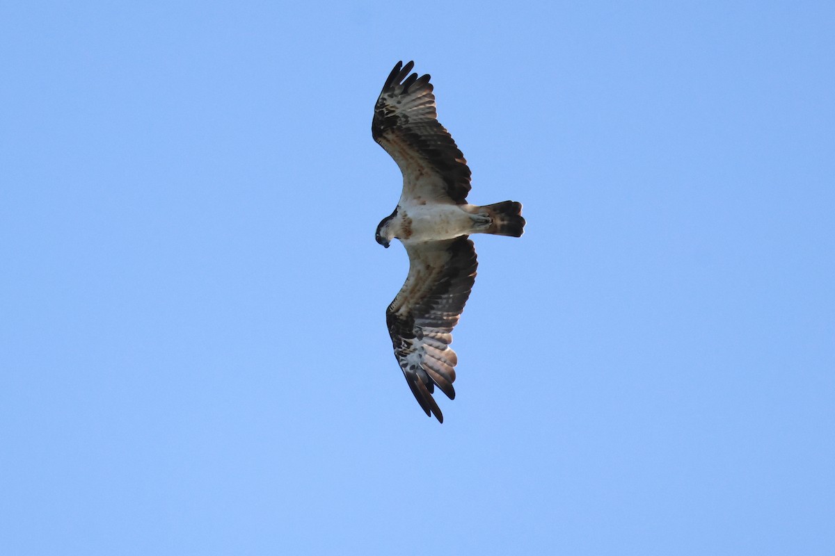 Falco pescatore - ML625306184