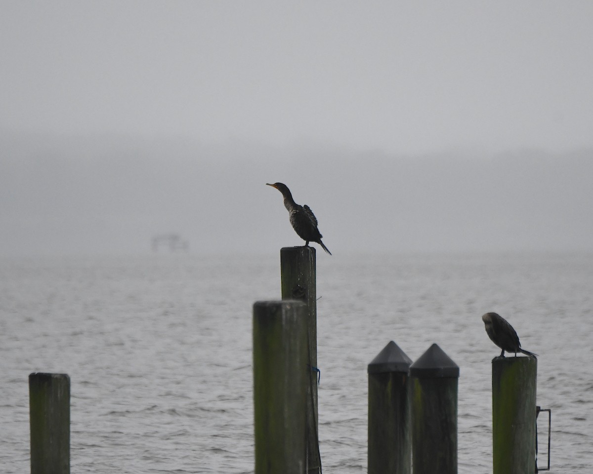 Double-crested Cormorant - ML625306186