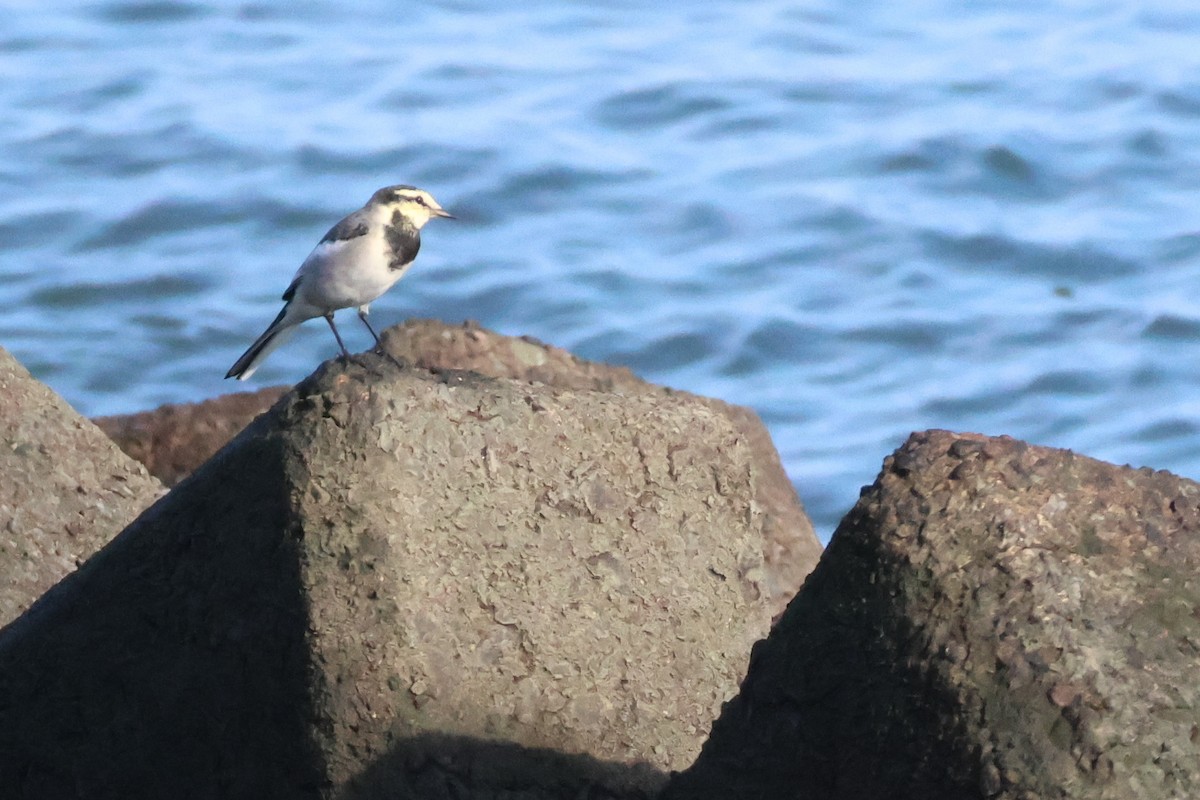 Ballerina bianca - ML625306194