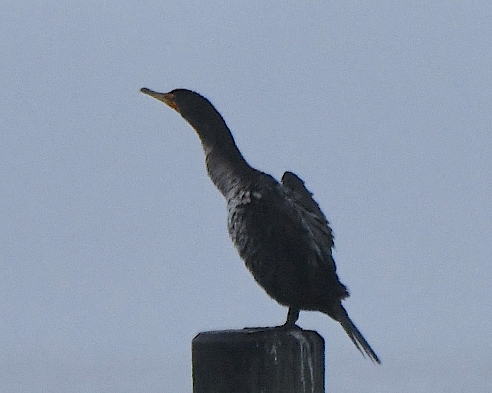 Double-crested Cormorant - ML625306205