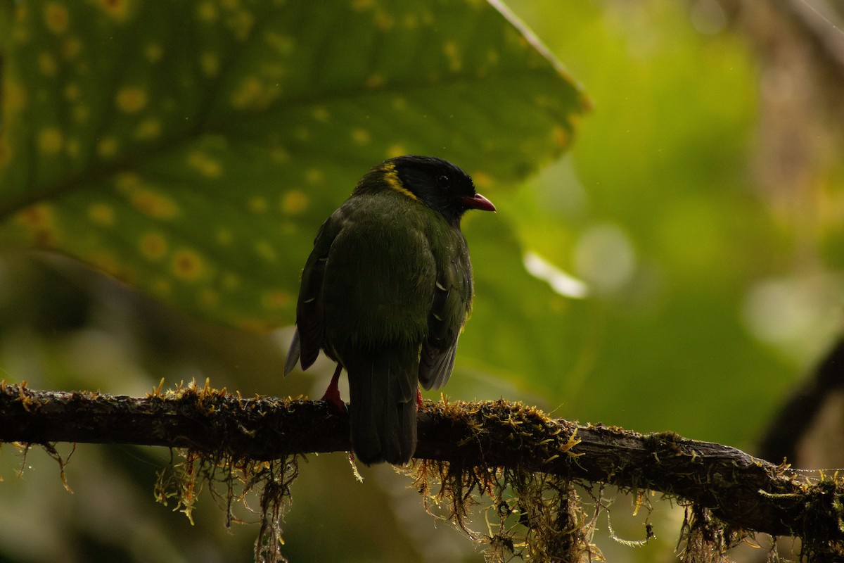 Green-and-black Fruiteater - ML625306322