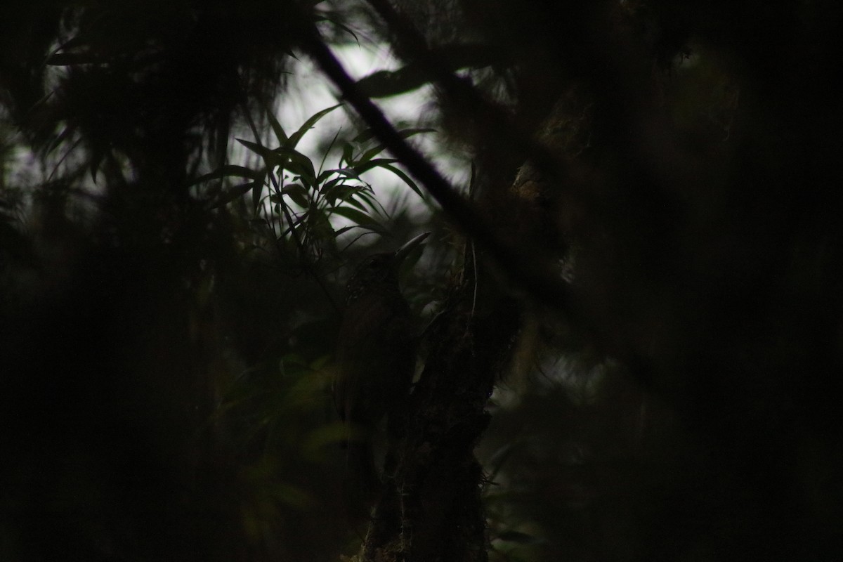 Montane Woodcreeper - ML625306354