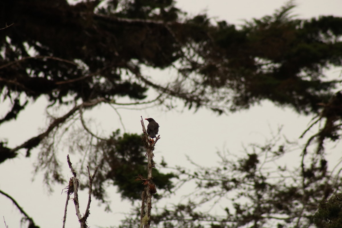 Great Thrush - ML625306392