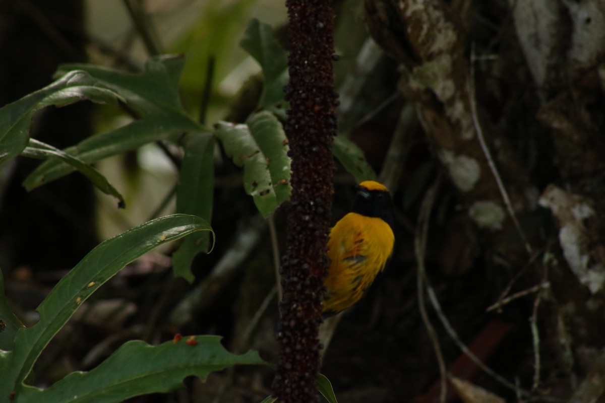 Orange-bellied Euphonia - ML625306399