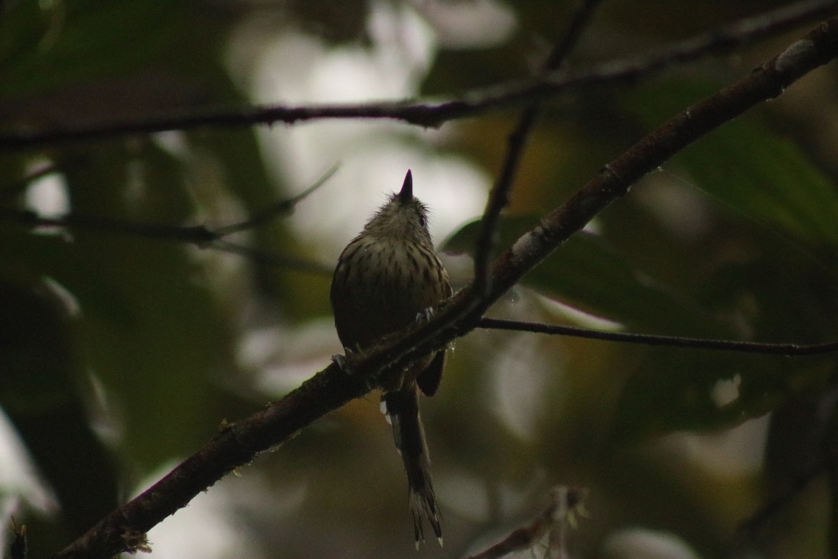Streak-headed Antbird - ML625306440