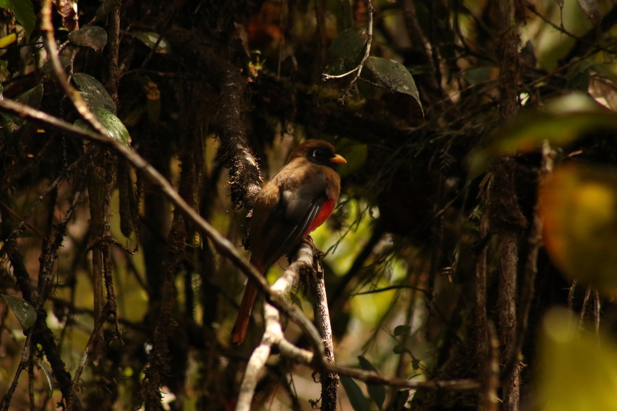 Masked Trogon - ML625306487