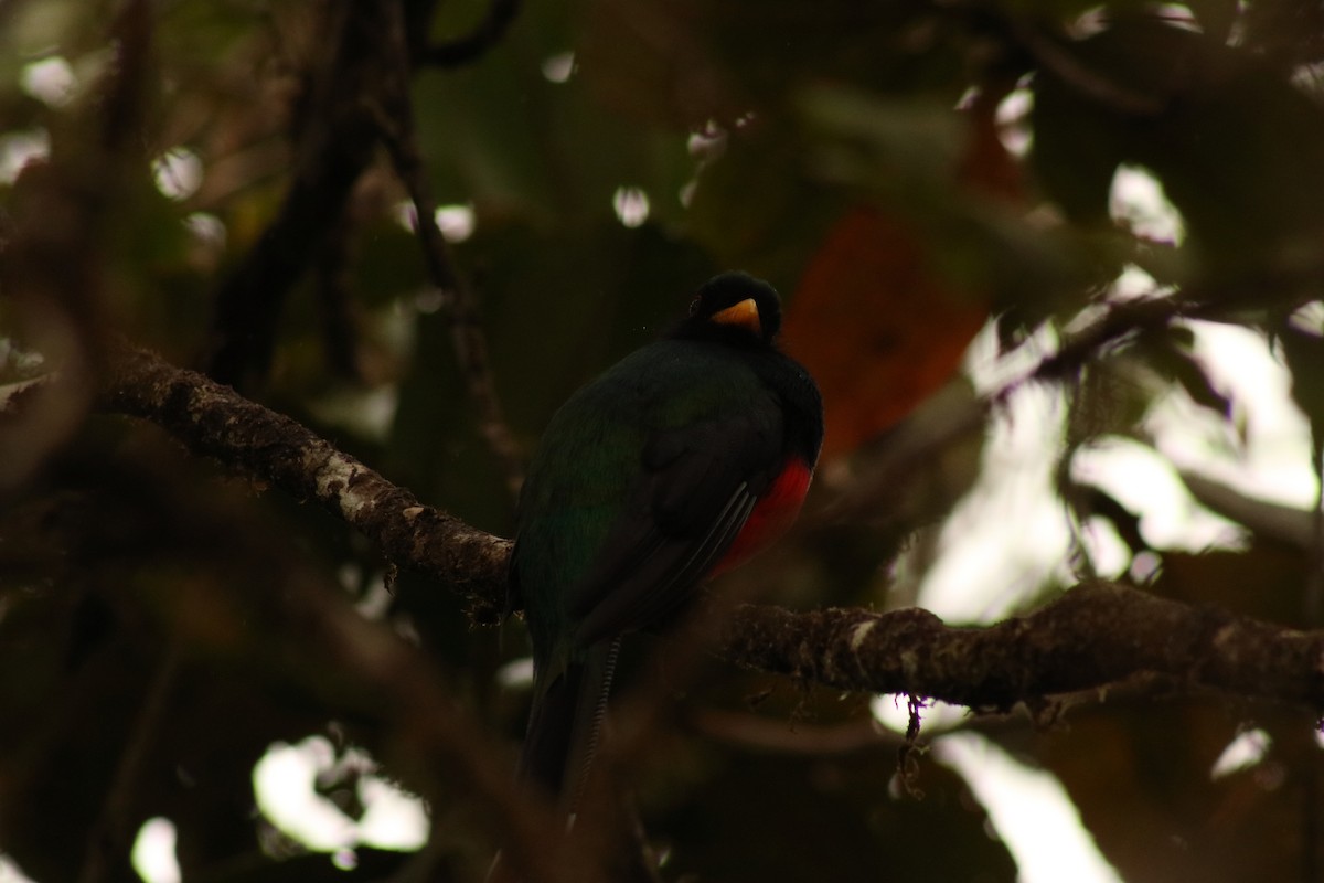 Masked Trogon - ML625306488