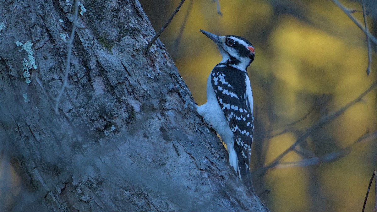 Hairy Woodpecker - ML625306540