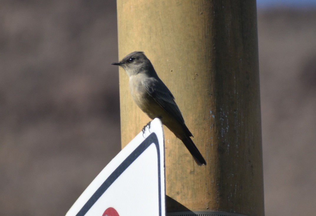 Say's Phoebe - ML625306725