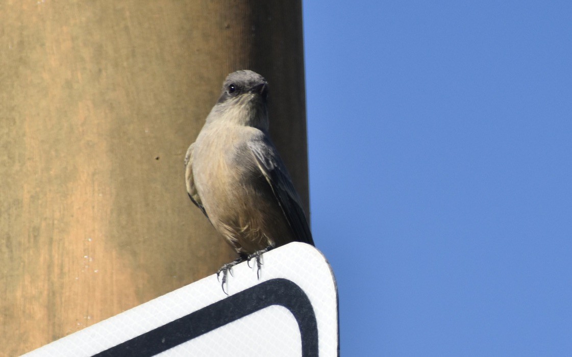 Say's Phoebe - ML625306726