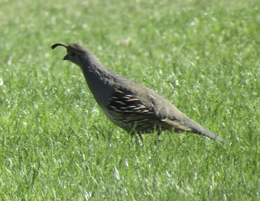 Gambel's Quail - ML625306743
