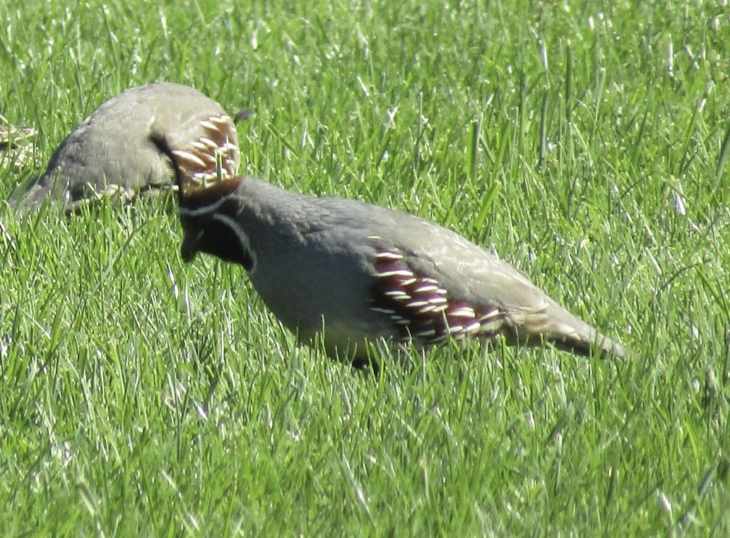 Gambel's Quail - ML625306744