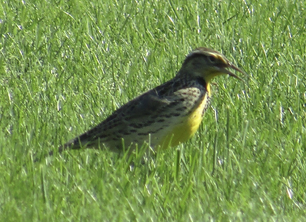 Western Meadowlark - ML625306756