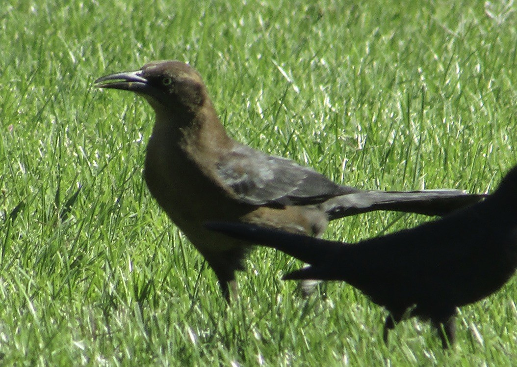 Great-tailed Grackle - ML625306762