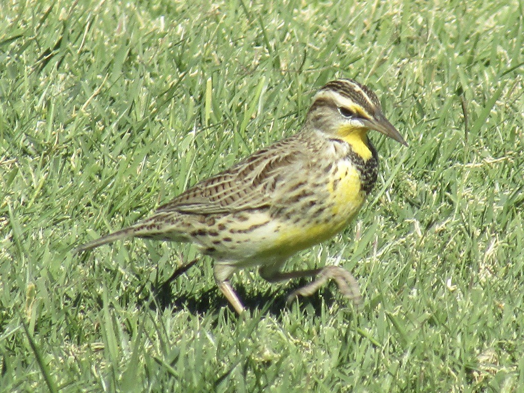 Western Meadowlark - ML625306765
