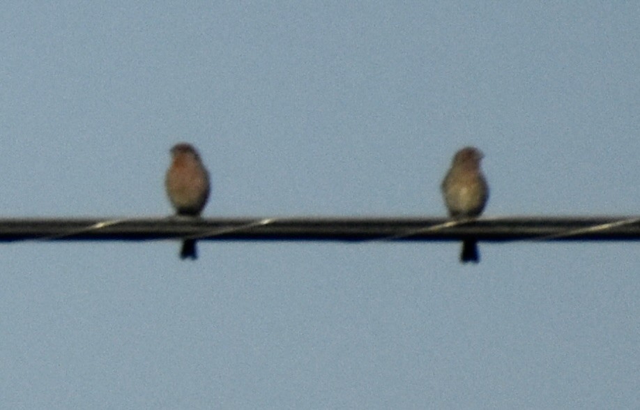 House Finch - ML625306768