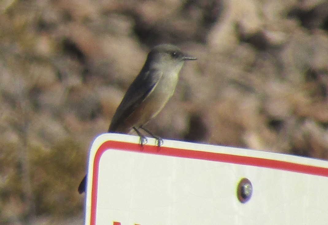 Say's Phoebe - ML625306909