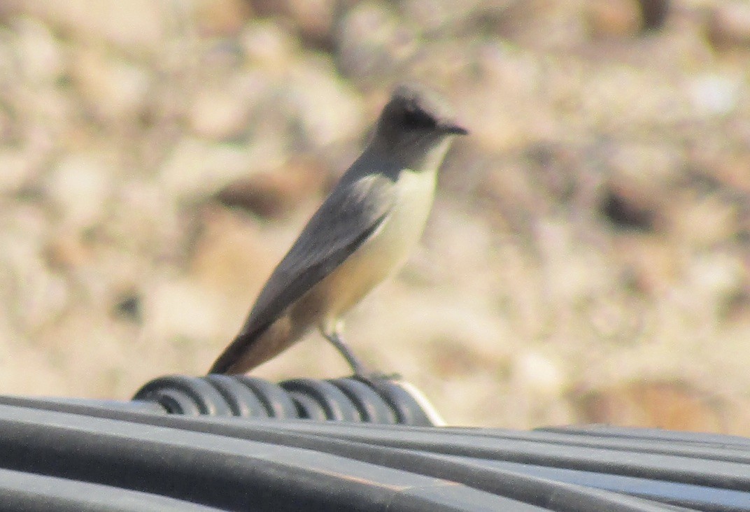 Say's Phoebe - ML625306910