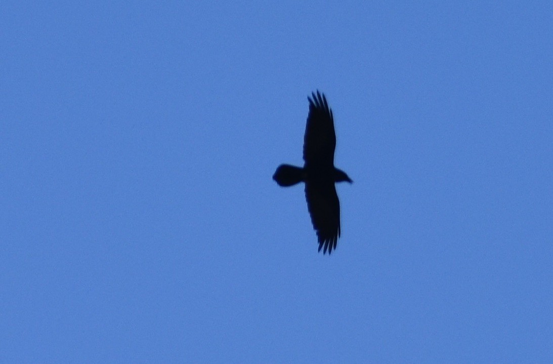 Хон хэрээ - ML625306919