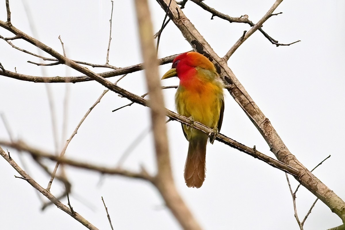 Scarlet-hooded Barbet - ML625306941