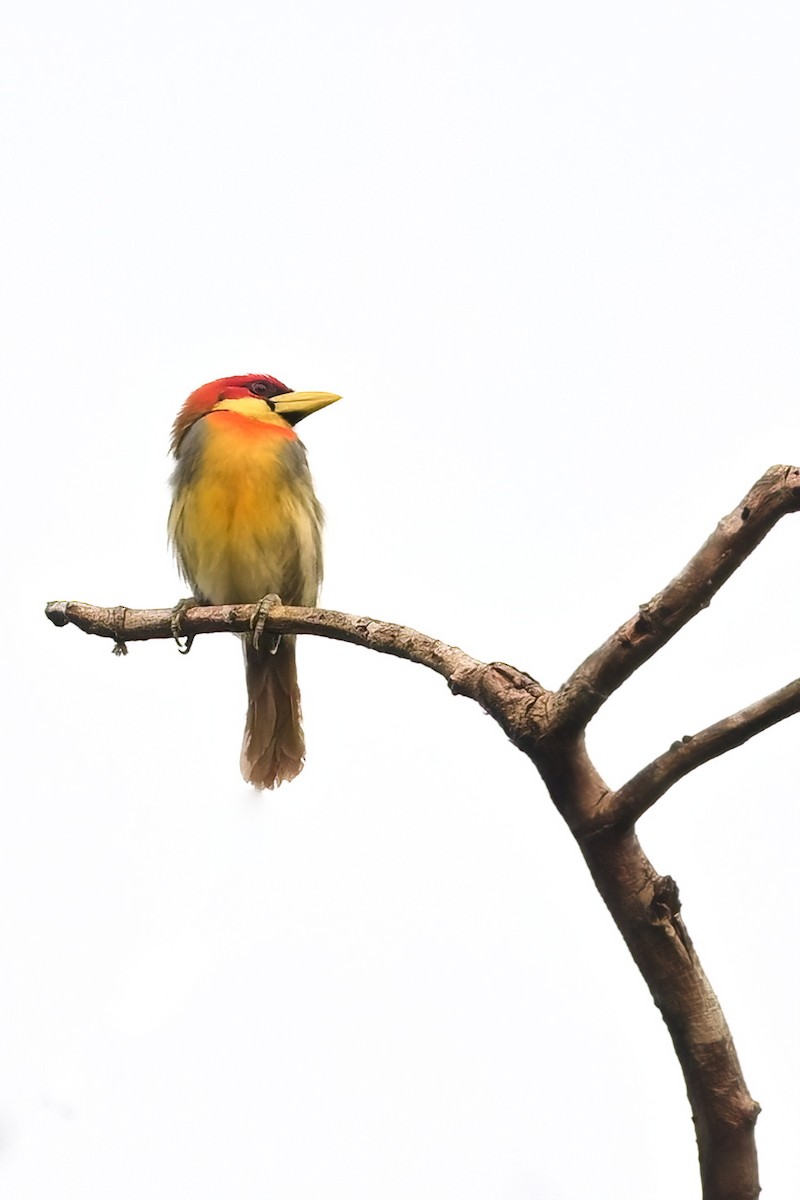 Scarlet-hooded Barbet - ML625306942