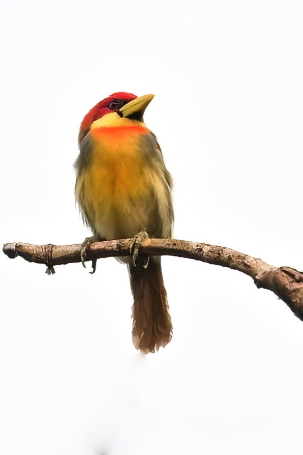 Scarlet-hooded Barbet - ML625306943