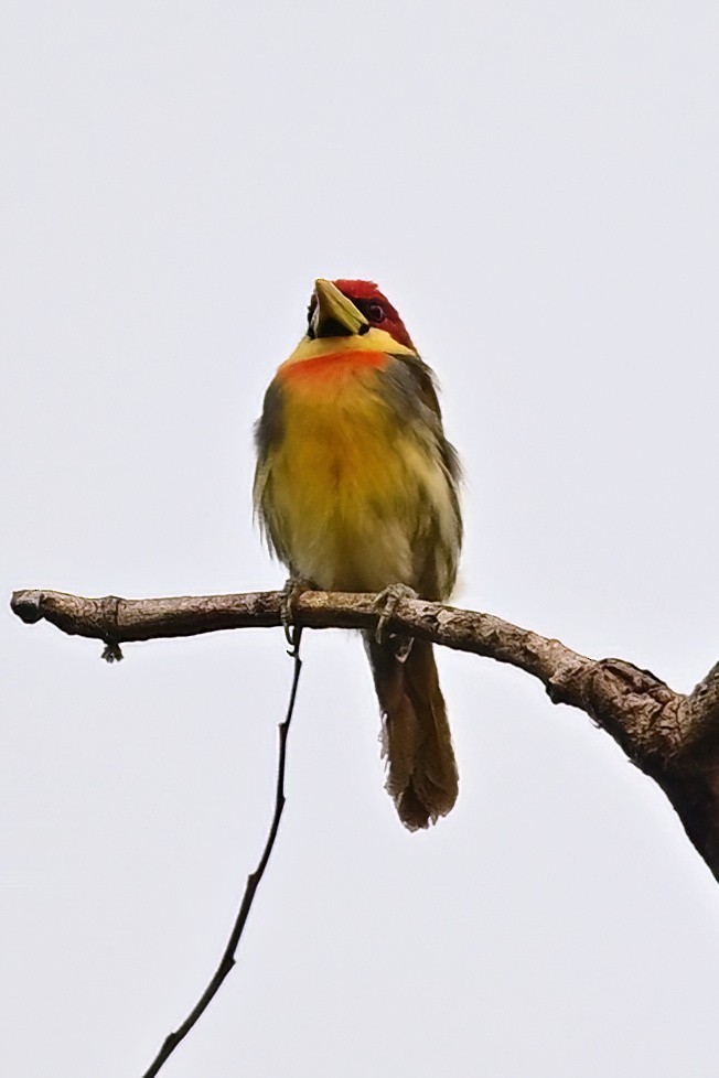 Scarlet-hooded Barbet - ML625306944