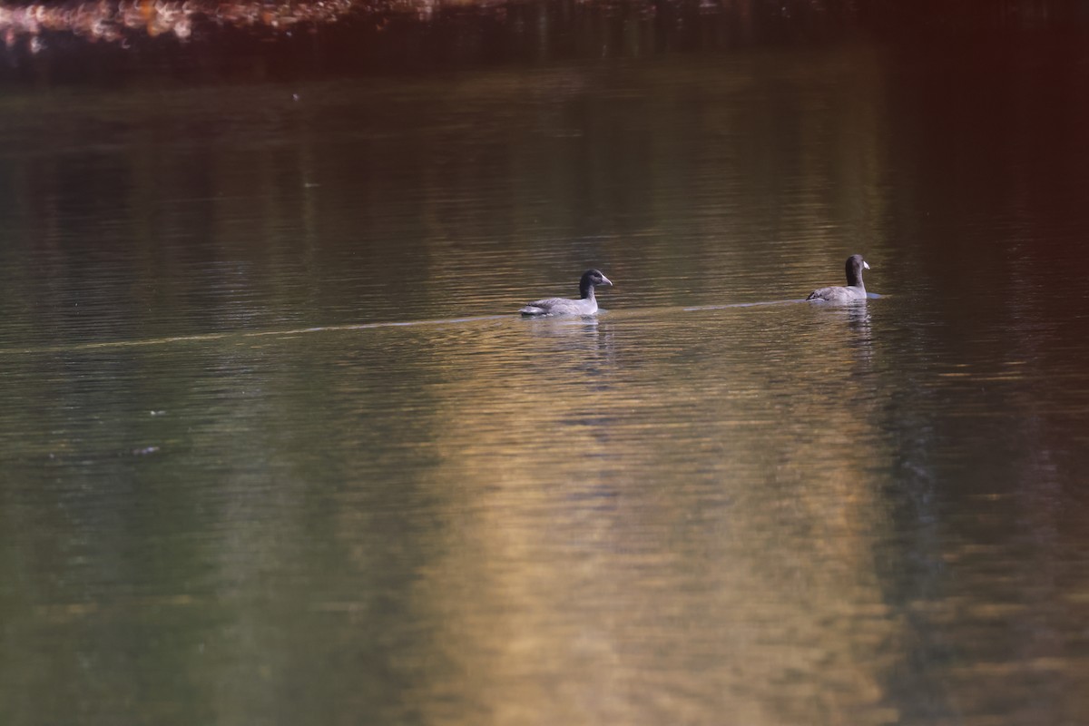 American Coot - ML625306991