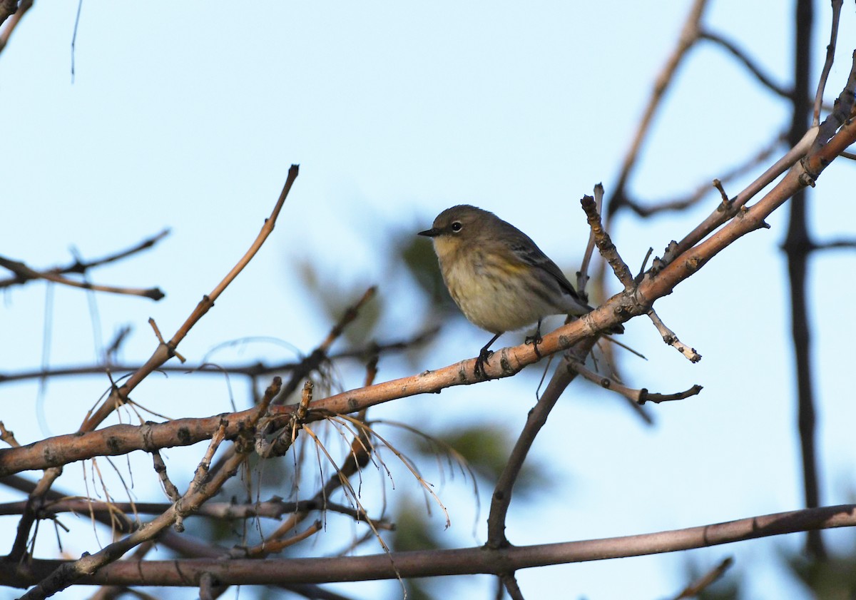 Kronenwaldsänger (Audubonwaldsänger) - ML625307064