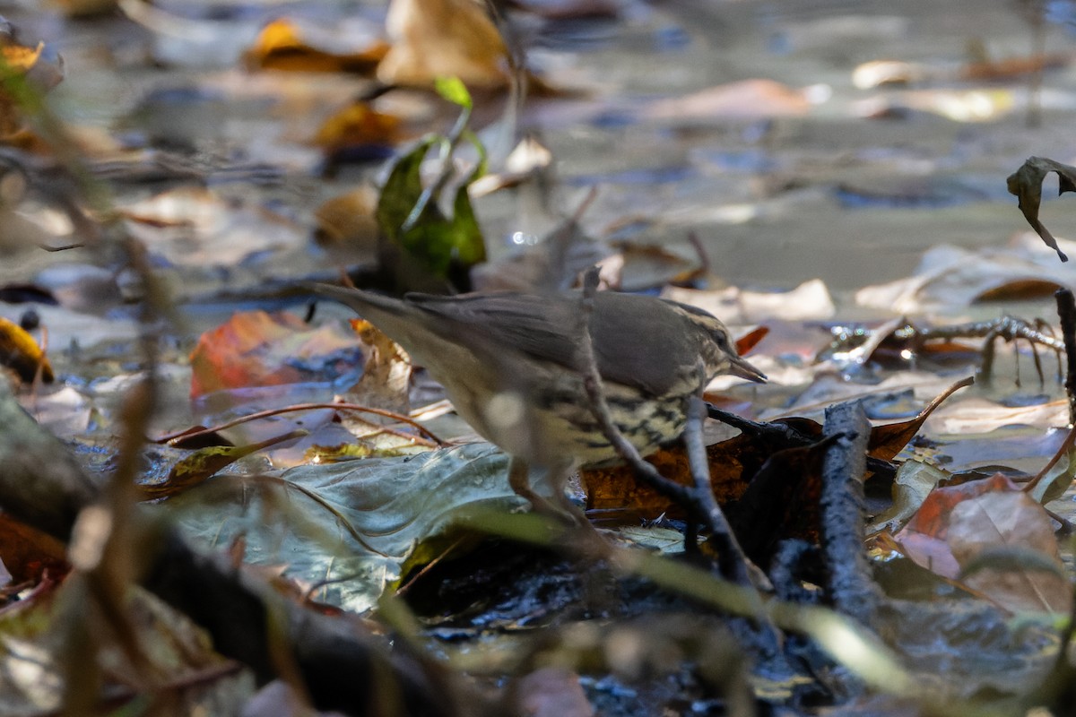 Northern Waterthrush - ML625307178