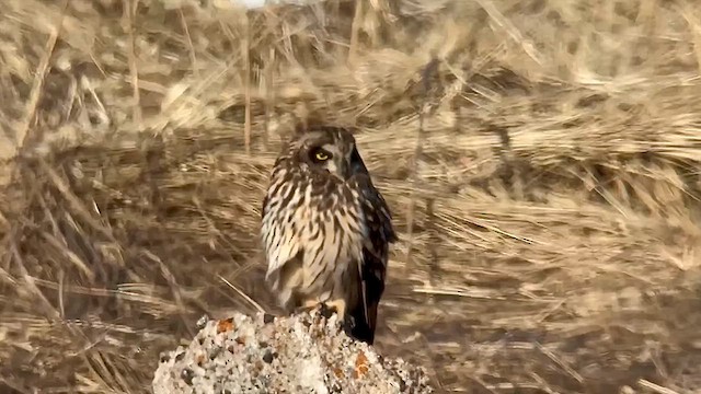 Short-eared Owl - ML625307184