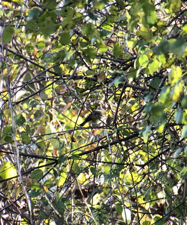 Blue-headed Vireo - ML625307193