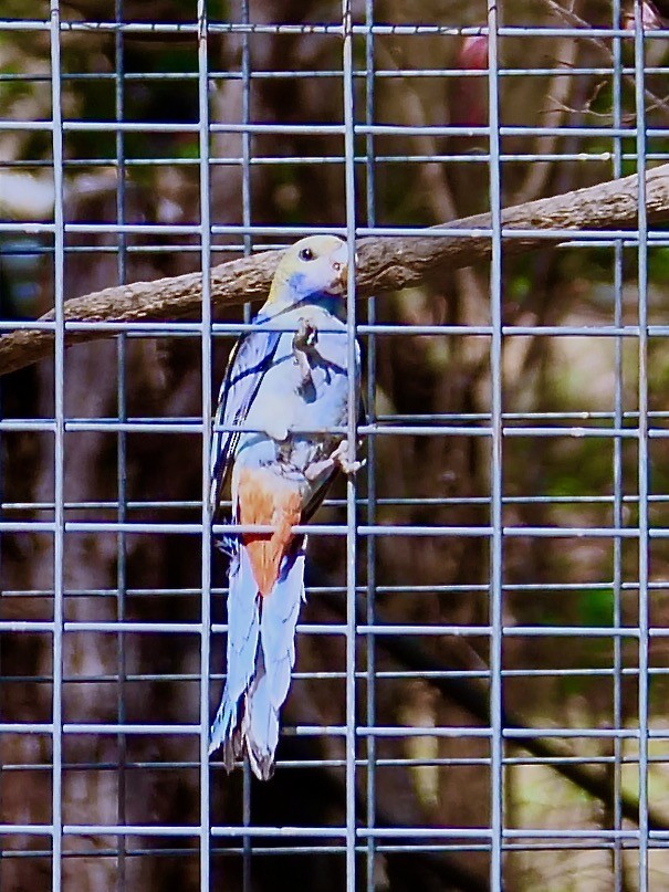 Pale-headed Rosella - ML625307560