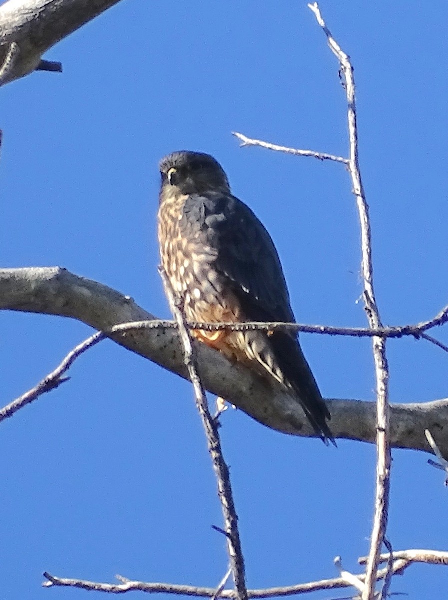 Boz Doğan (columbarius) - ML625307581