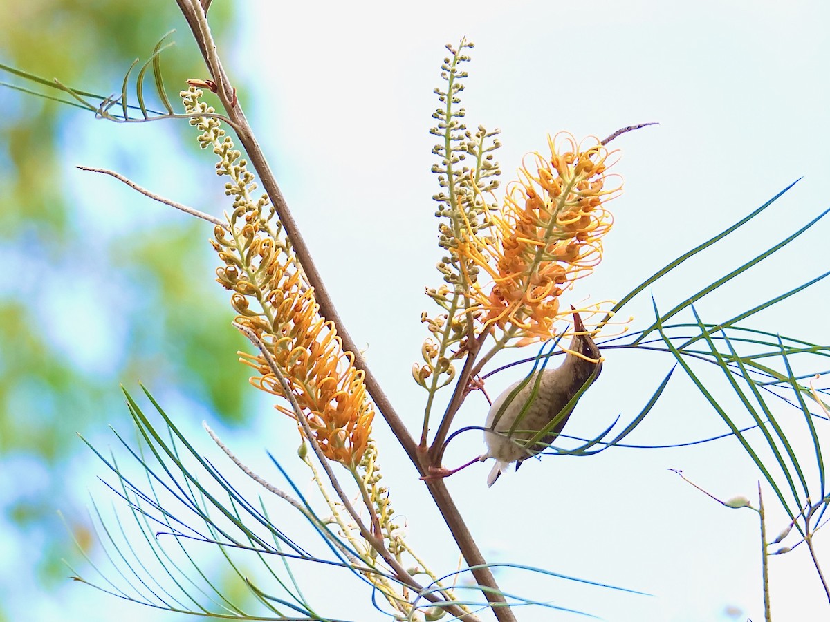 Brown-backed Honeyeater - ML625307642