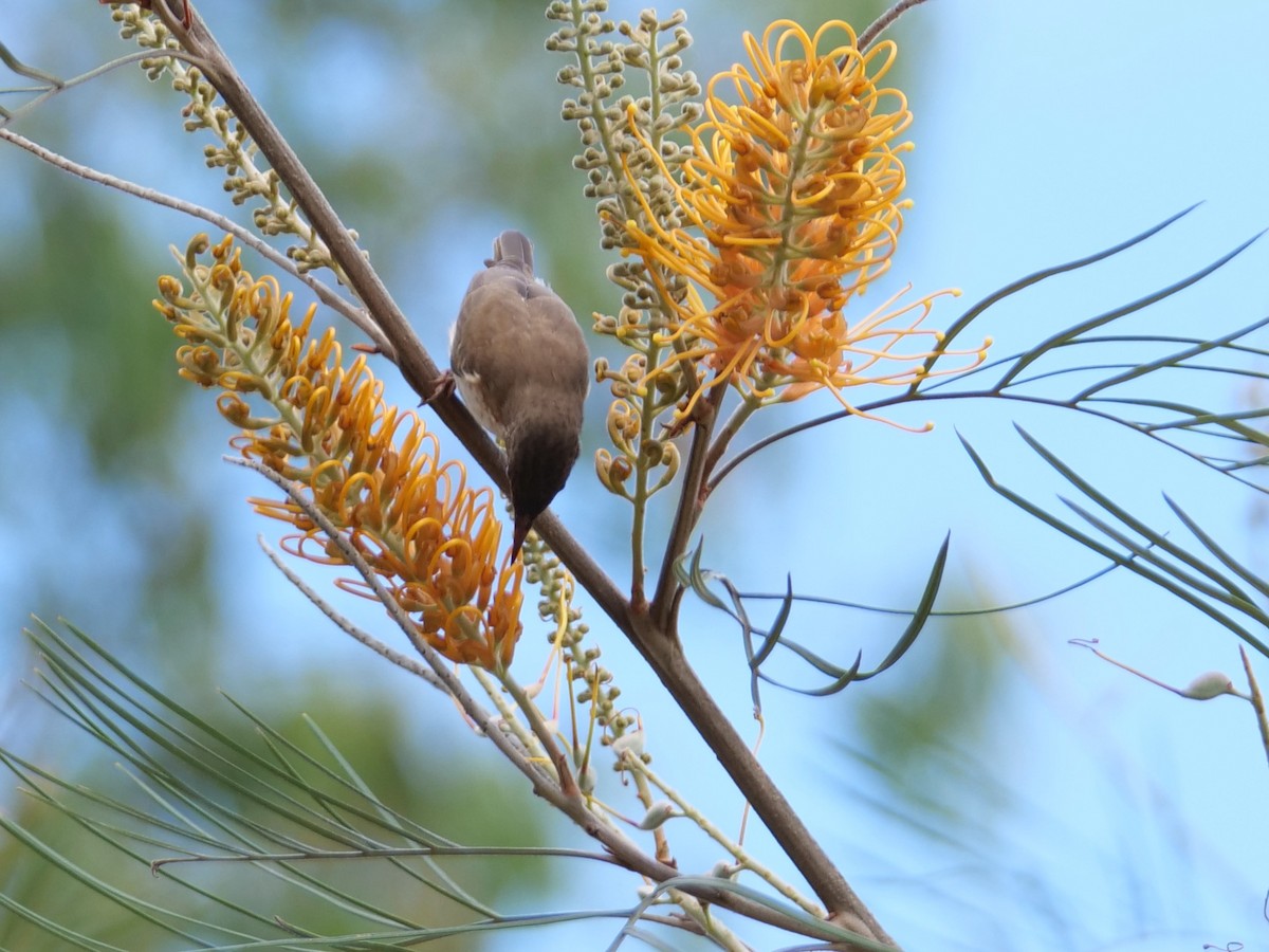 Brown-backed Honeyeater - ML625307643