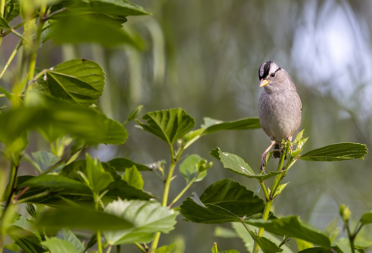 White-crowned Sparrow - ML625307652