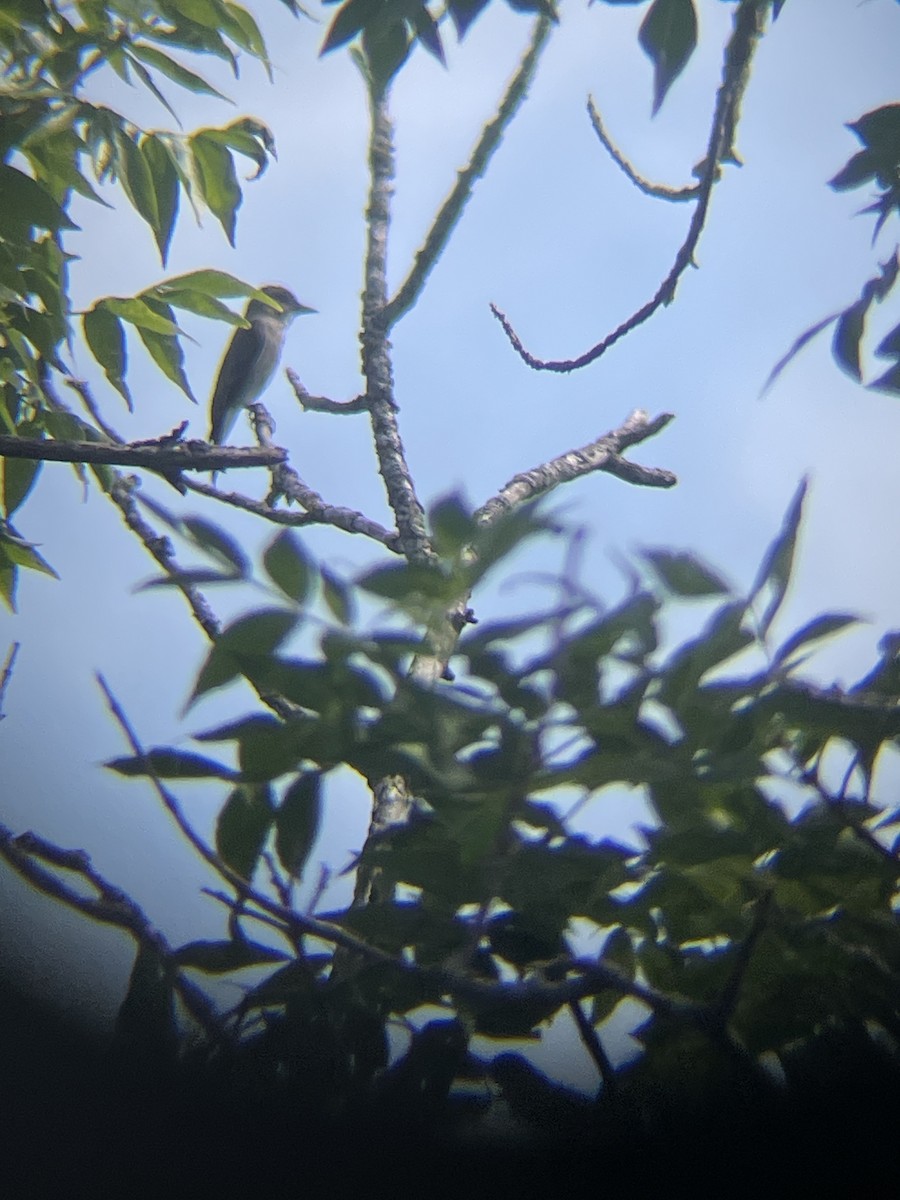 Eastern Wood-Pewee - ML625307687