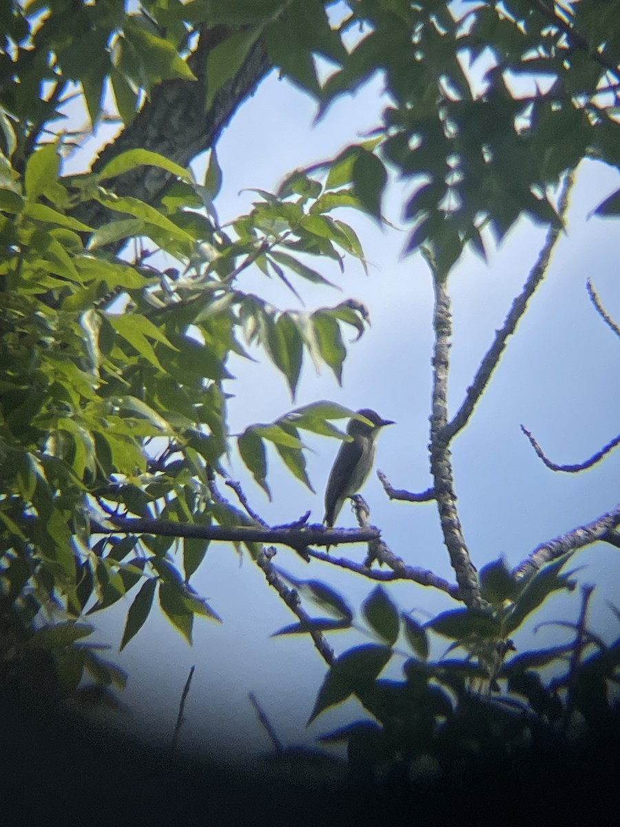 Eastern Wood-Pewee - ML625307688