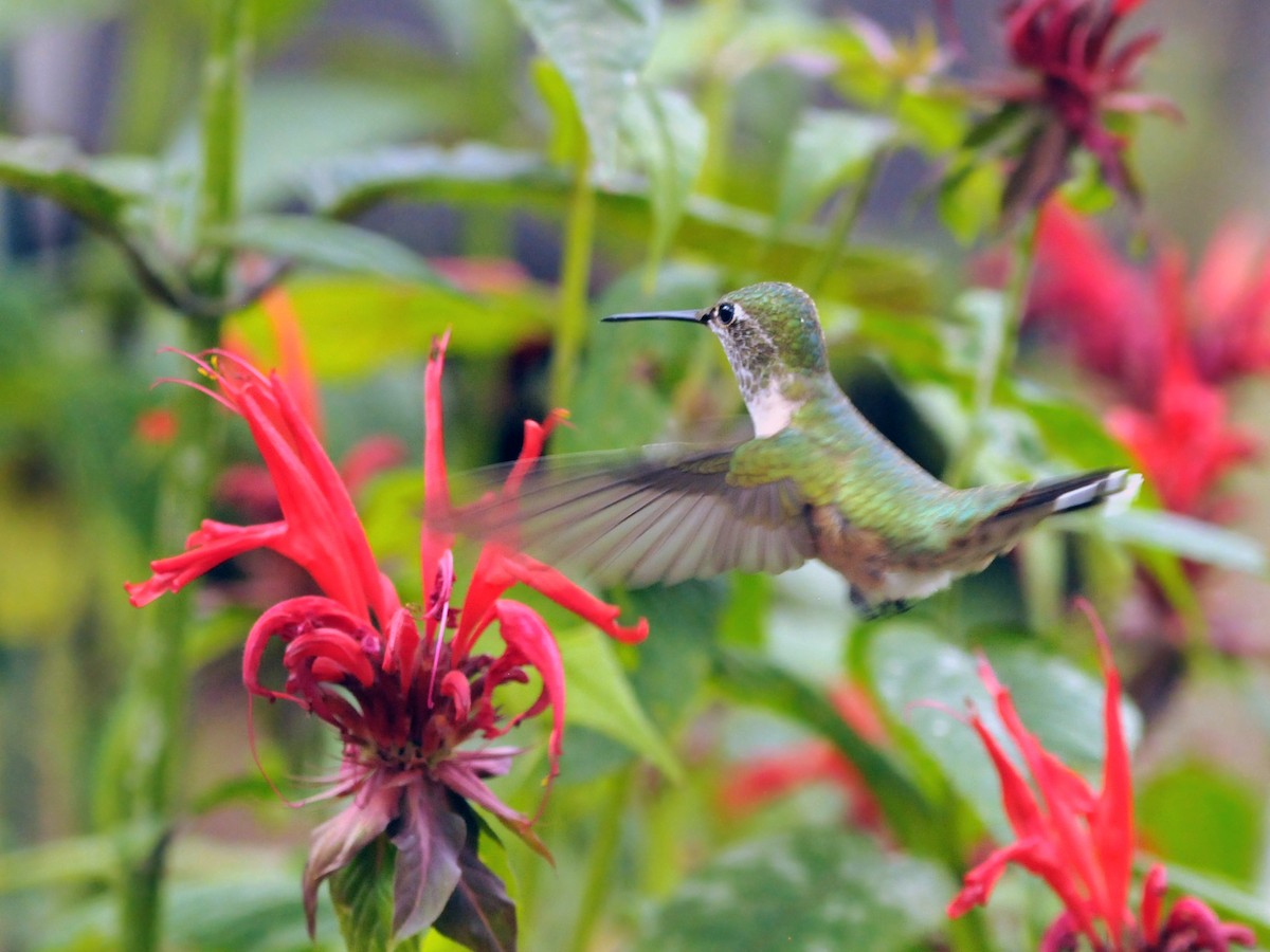 Broad-tailed Hummingbird - ML625307737