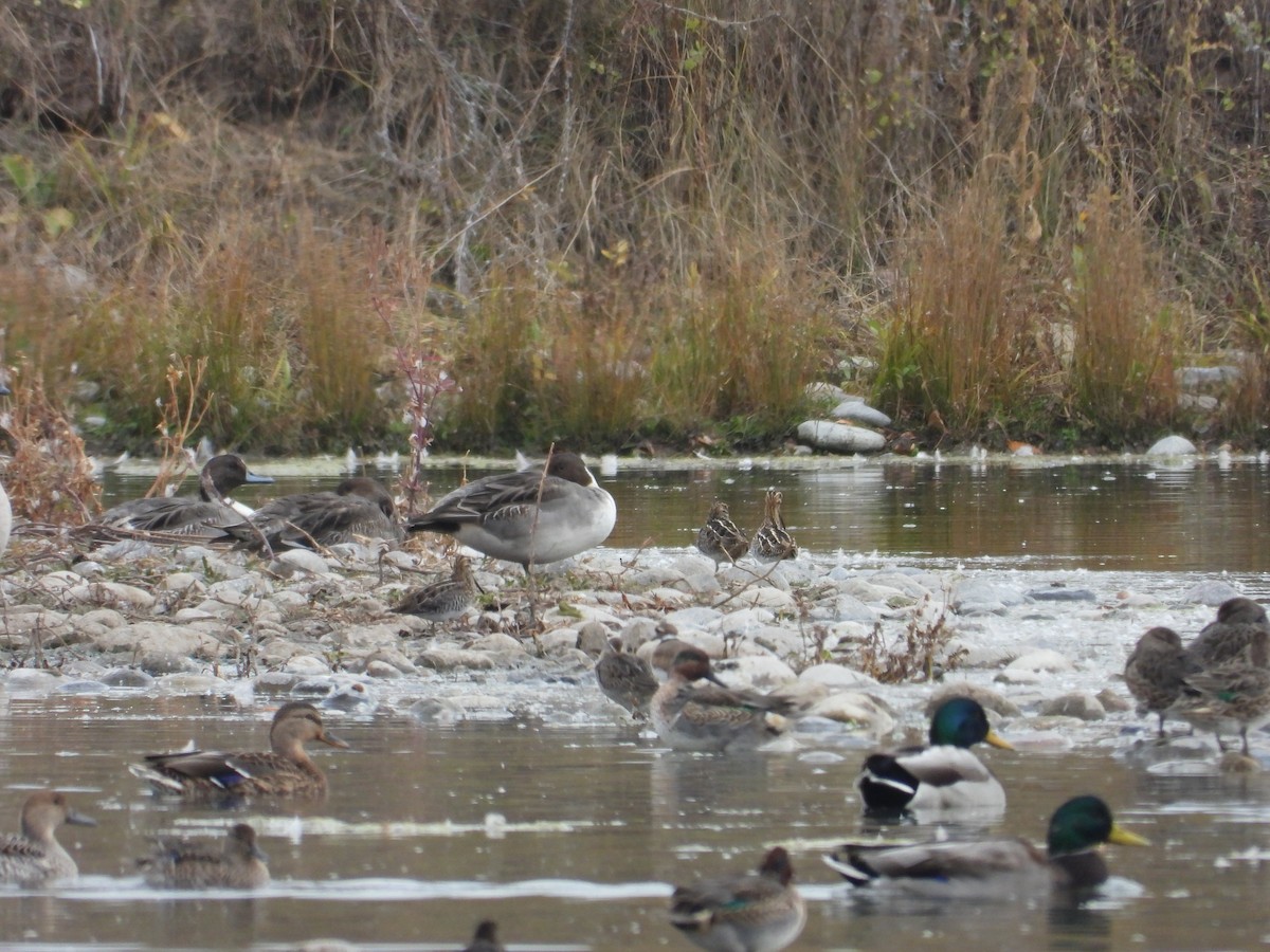 Wilson's Snipe - ML625307867