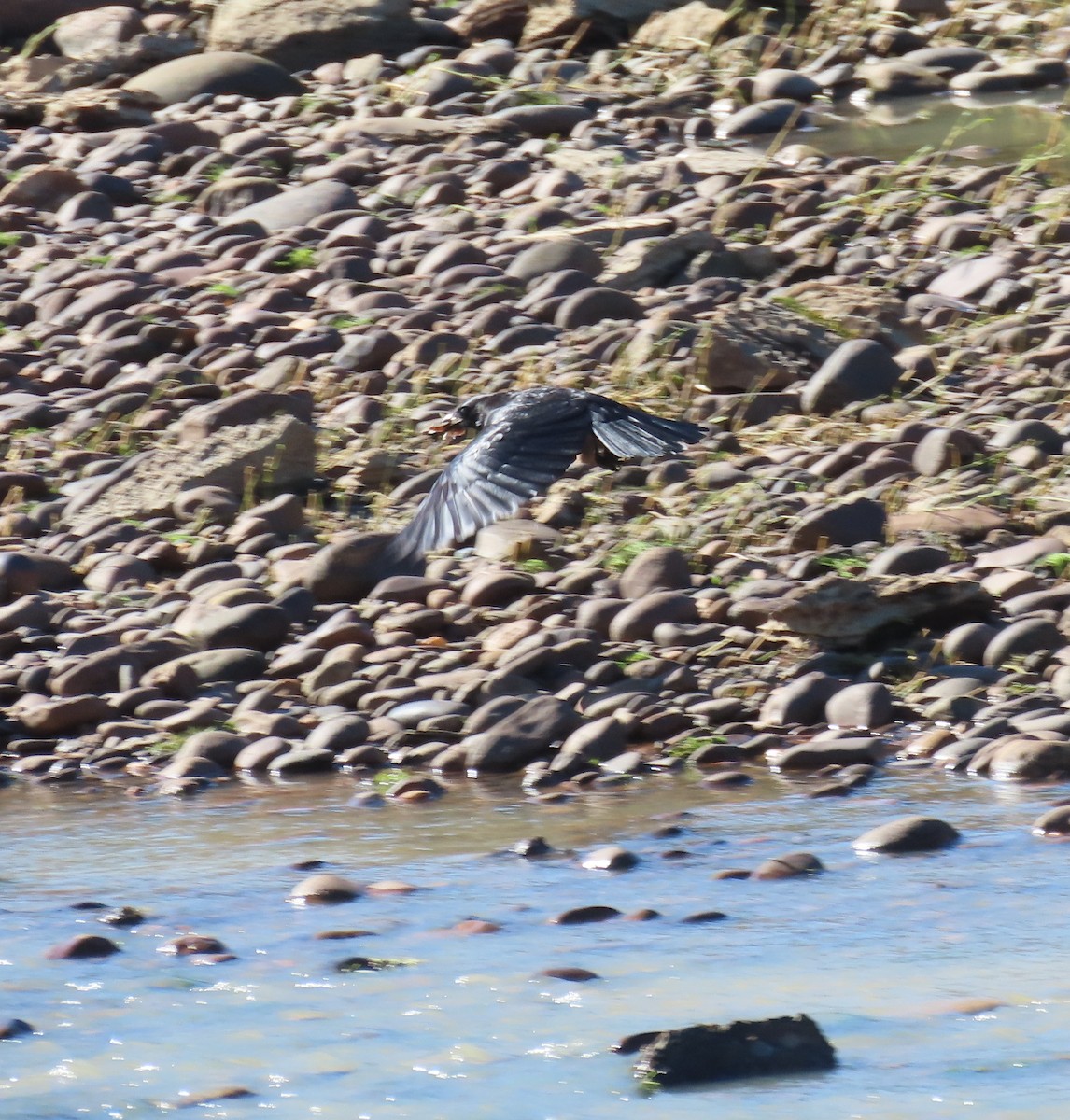 American Crow - ML625307932