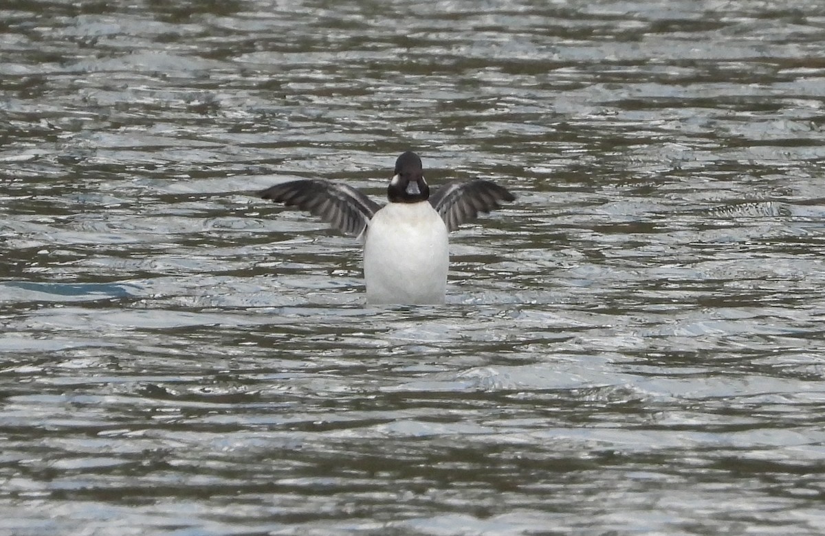 Bufflehead - ML625308018