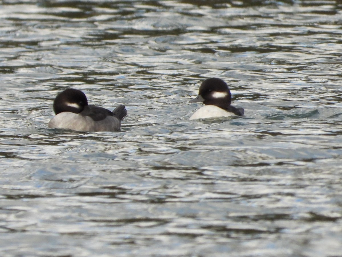 Bufflehead - ML625308022