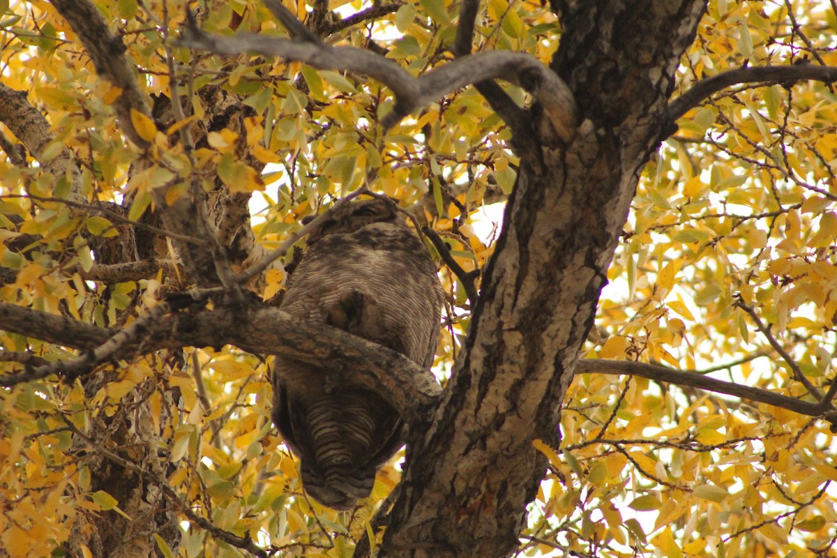 Great Horned Owl - Noah Sanford