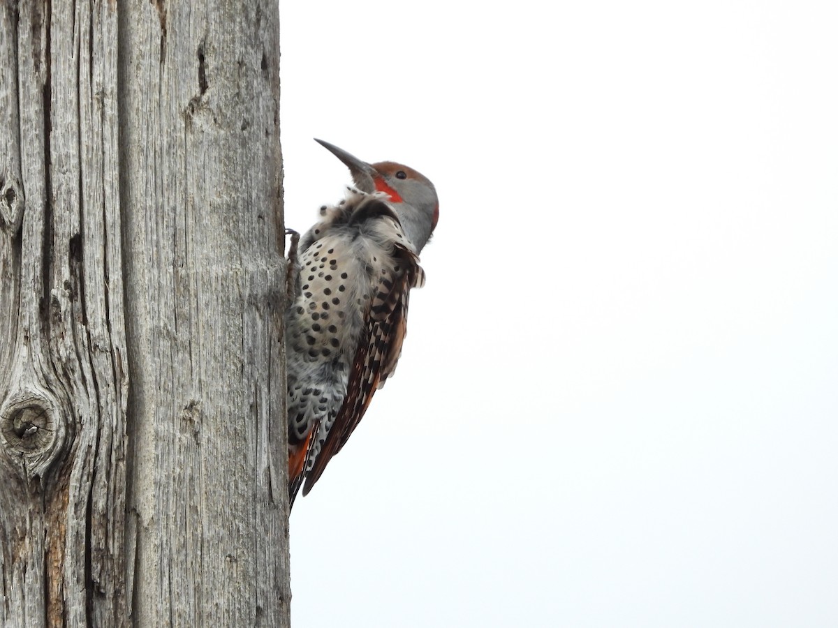 Northern Flicker - ML625308050