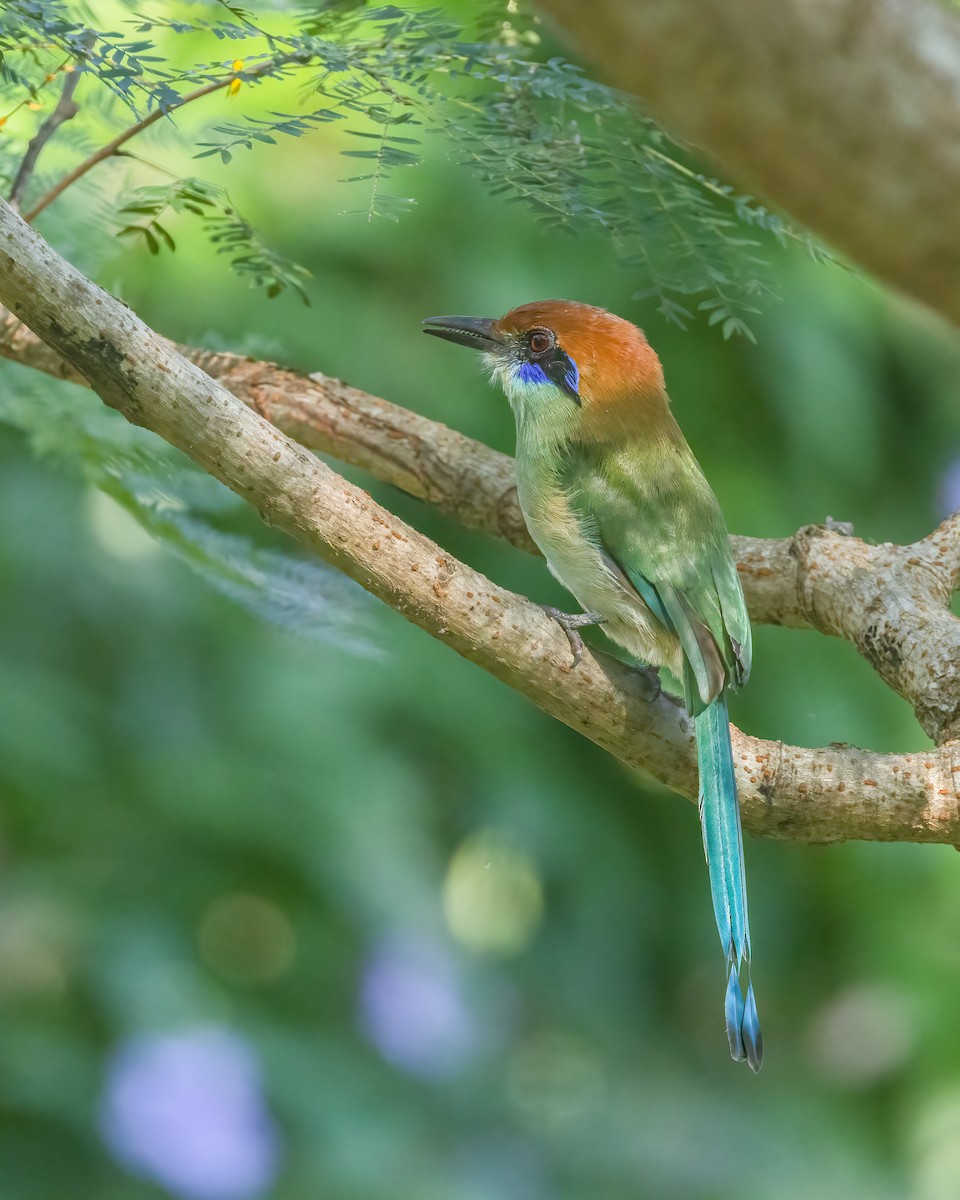Russet-crowned Motmot - ML625308085