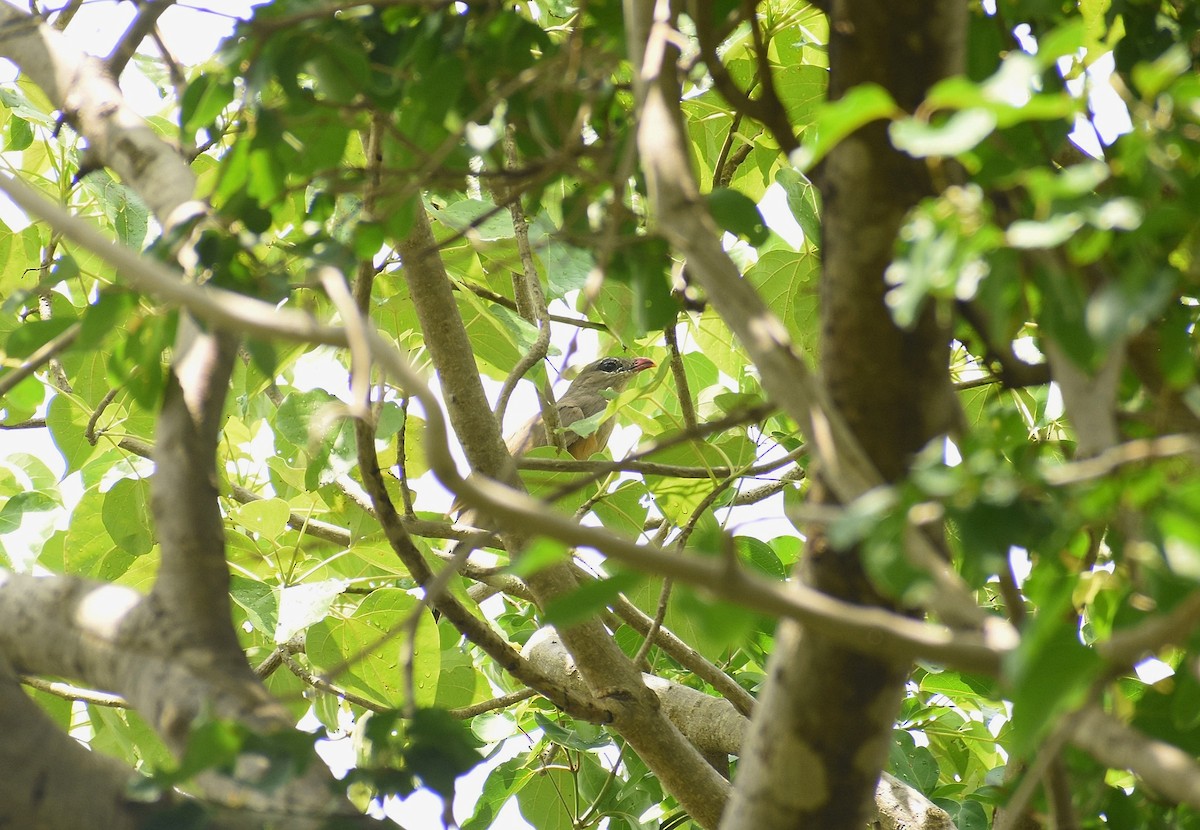Sirkeer Malkoha - ML625308129