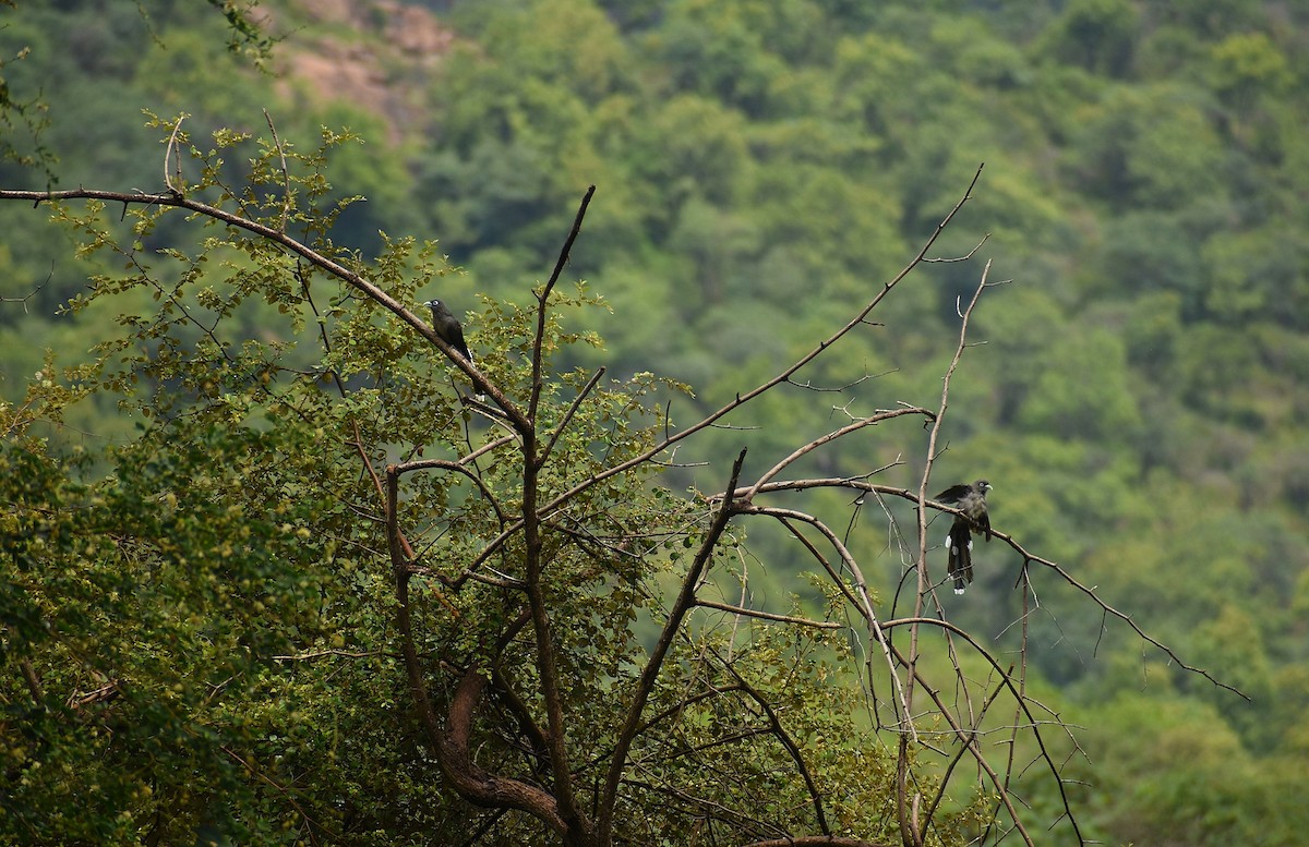 Blue-faced Malkoha - Anand Birdlife