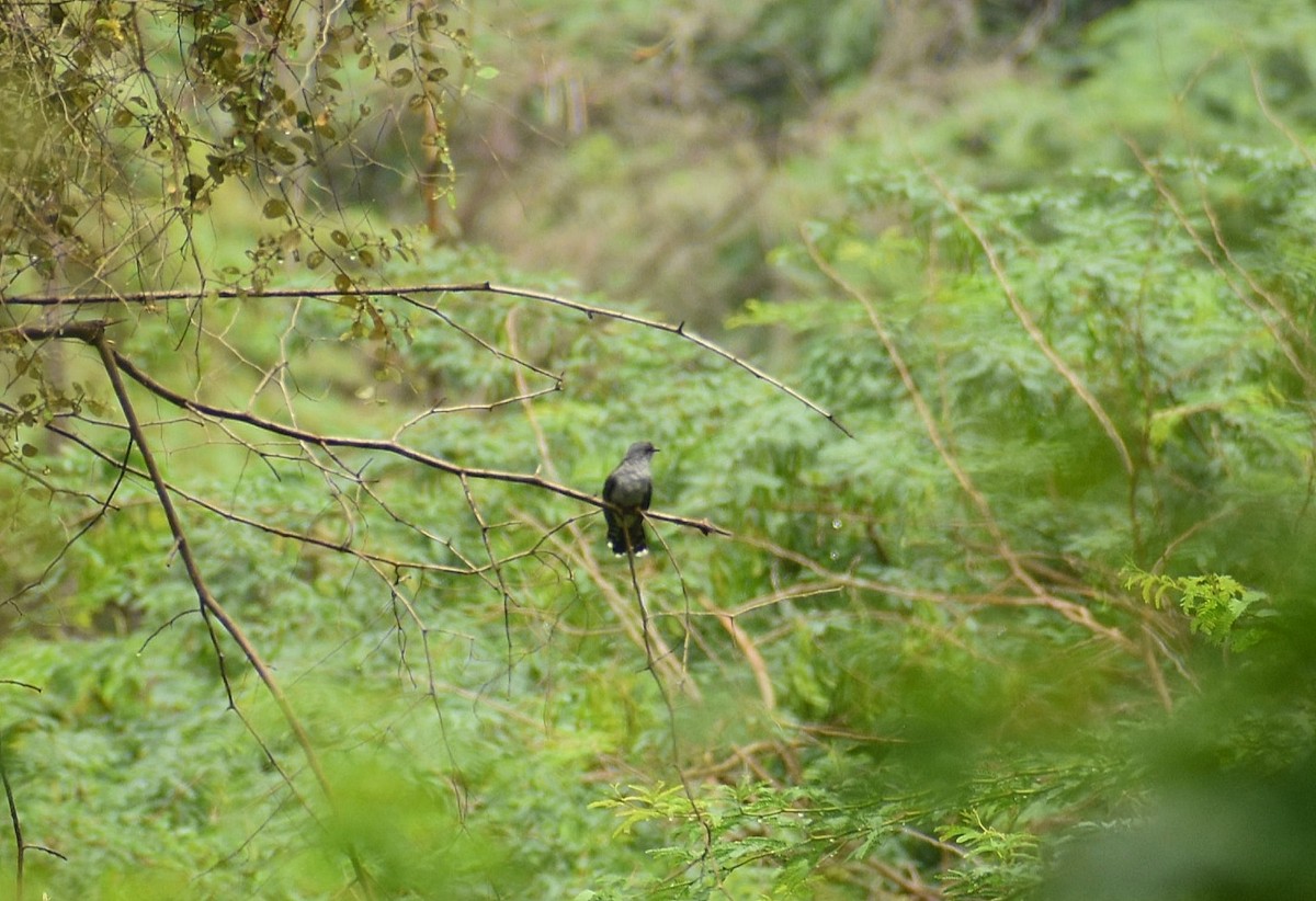 Gray-bellied Cuckoo - ML625308138